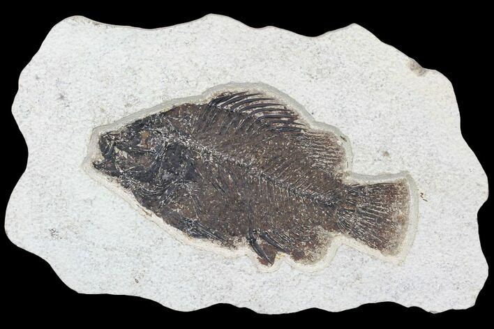 Cockerellites (Priscacara) Fossil Fish - Hanger Installed #88773